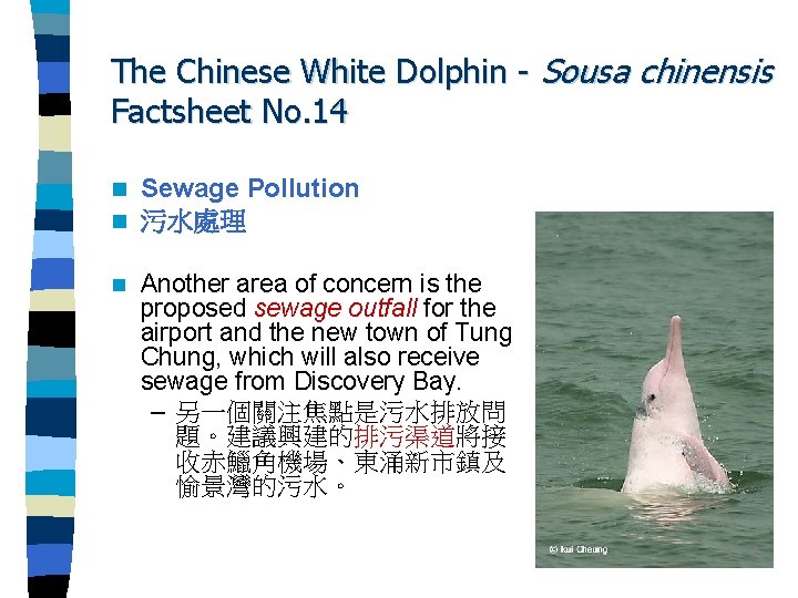 The Chinese White Dolphin - Sousa chinensis Factsheet No. 14 n n Sewage Pollution