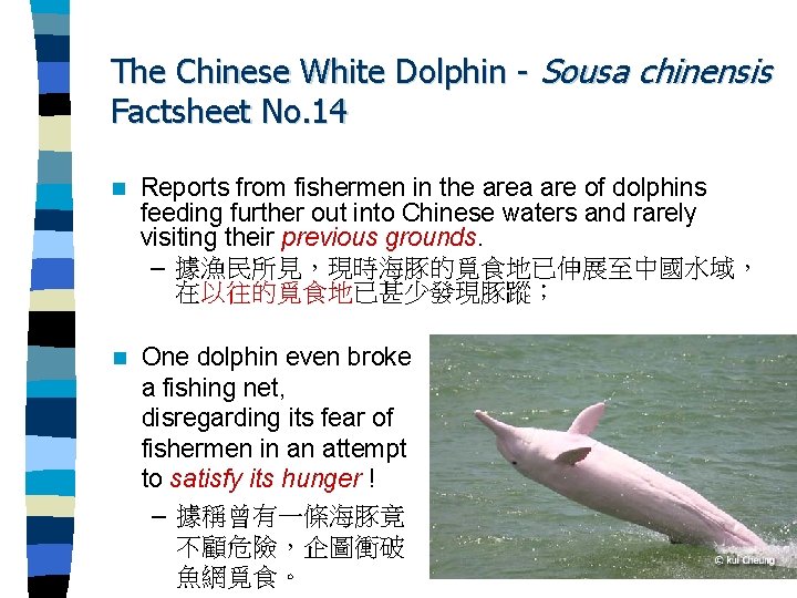 The Chinese White Dolphin - Sousa chinensis Factsheet No. 14 n Reports from fishermen