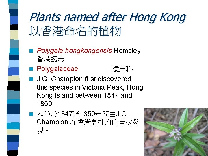 Plants named after Hong Kong 以香港命名的植物 Polygala hongkongensis Hemsley 香港遠志 n Polygalaceae 遠志科 n