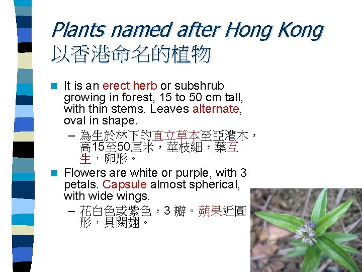 Plants named after Hong Kong 以香港命名的植物 It is an erect herb or subshrub growing