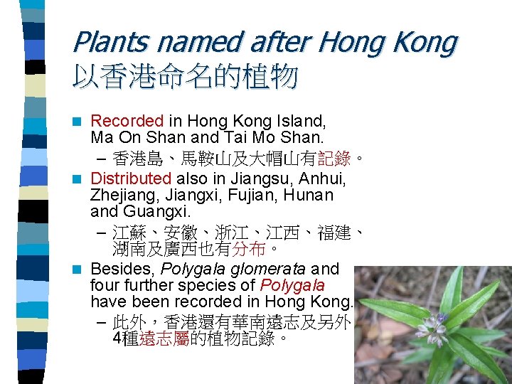 Plants named after Hong Kong 以香港命名的植物 Recorded in Hong Kong Island, Ma On Shan