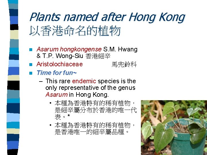 Plants named after Hong Kong 以香港命名的植物 Asarum hongkongense S. M. Hwang & T. P.