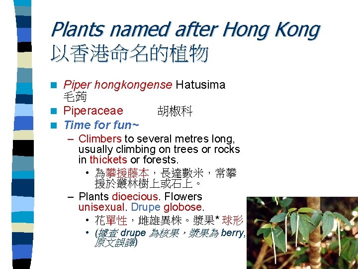 Plants named after Hong Kong 以香港命名的植物 Piper hongkongense Hatusima 毛蒟 n Piperaceae 胡椒科 n
