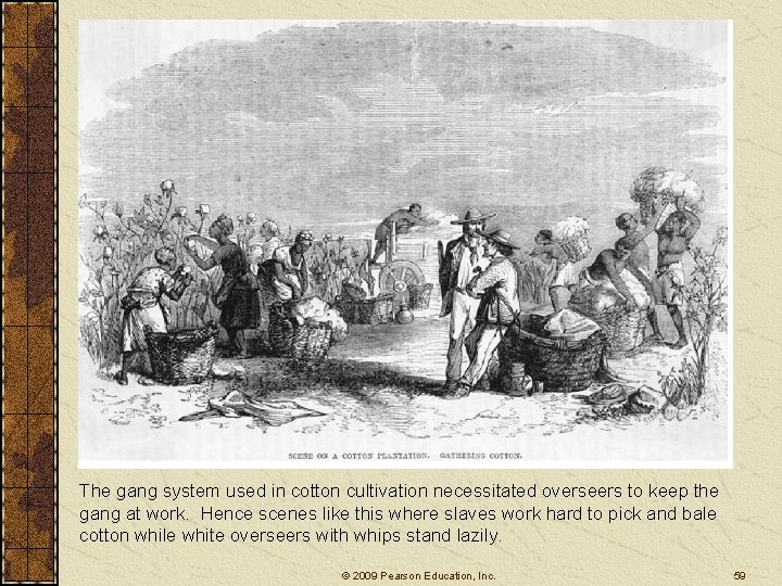 The gang system used in cotton cultivation necessitated overseers to keep the gang at