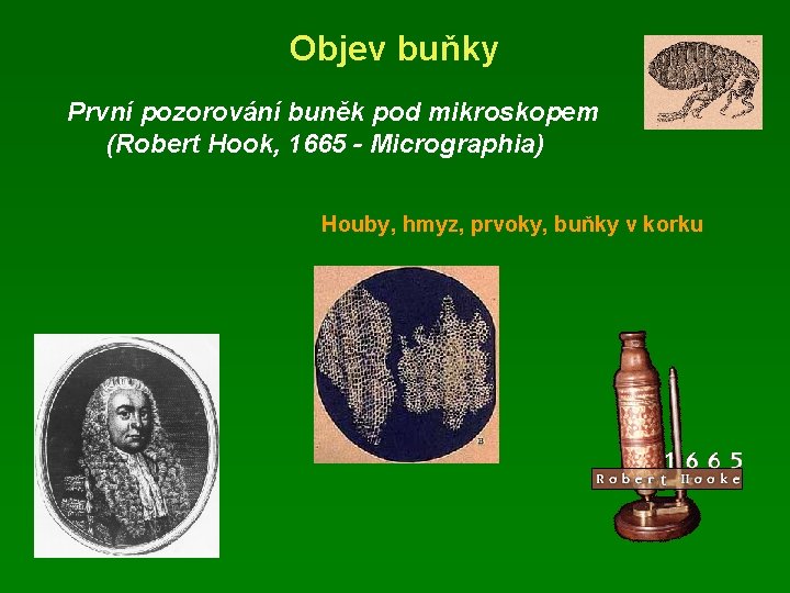 Objev buňky První pozorování buněk pod mikroskopem (Robert Hook, 1665 - Micrographia) Houby, hmyz, Objev buňky První pozorování buněk pod mikroskopem (Robert Hook, 1665 - Micrographia) Houby, hmyz,