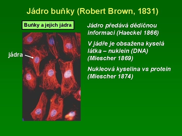 Jádro buňky (Robert Brown, 1831) Buňky a jejich jádra Jádro předává dědičnou informaci (Haeckel Jádro buňky (Robert Brown, 1831) Buňky a jejich jádra Jádro předává dědičnou informaci (Haeckel