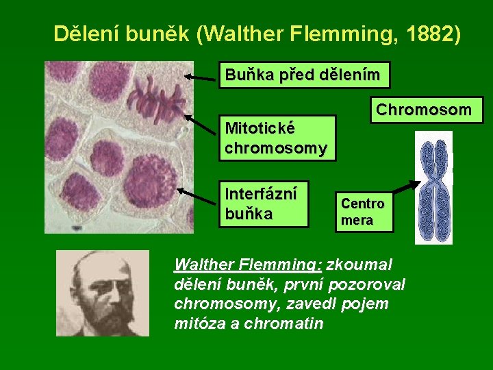 Dělení buněk (Walther Flemming, 1882) Buňka před dělením Mitotické chromosomy Interfázní buňka Chromosom Centro