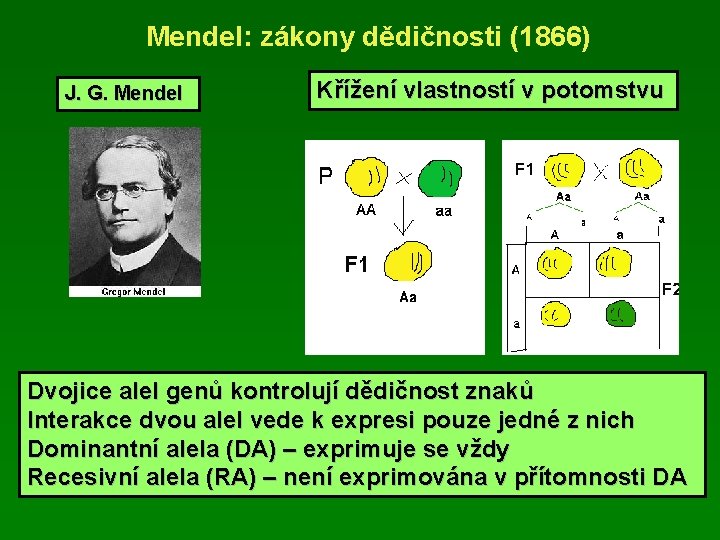 Mendel: zákony dědičnosti (1866) J. G. Mendel Křížení vlastností v potomstvu Dvojice alel genů