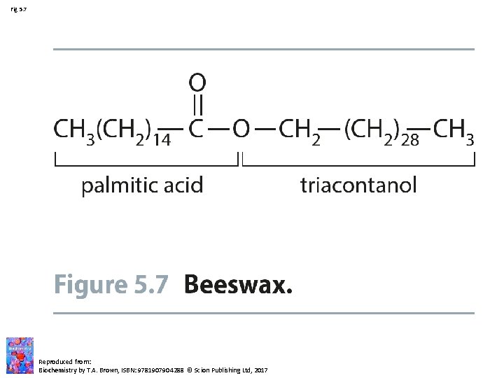 Fig 5. 7 Reproduced from: Biochemistry by T. A. Brown, ISBN: 9781907904288 © Scion Fig 5. 7 Reproduced from: Biochemistry by T. A. Brown, ISBN: 9781907904288 © Scion