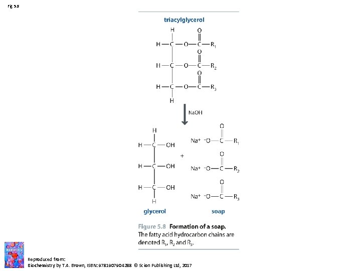 Fig 5. 8 Reproduced from: Biochemistry by T. A. Brown, ISBN: 9781907904288 © Scion Fig 5. 8 Reproduced from: Biochemistry by T. A. Brown, ISBN: 9781907904288 © Scion