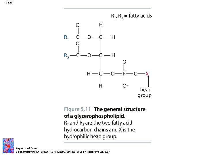 Fig 5. 11 Reproduced from: Biochemistry by T. A. Brown, ISBN: 9781907904288 © Scion Fig 5. 11 Reproduced from: Biochemistry by T. A. Brown, ISBN: 9781907904288 © Scion