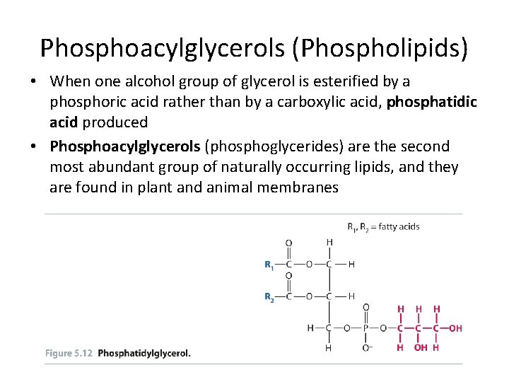 Phosphoacylglycerols (Phospholipids) • When one alcohol group of glycerol is esterified by a phosphoric Phosphoacylglycerols (Phospholipids) • When one alcohol group of glycerol is esterified by a phosphoric