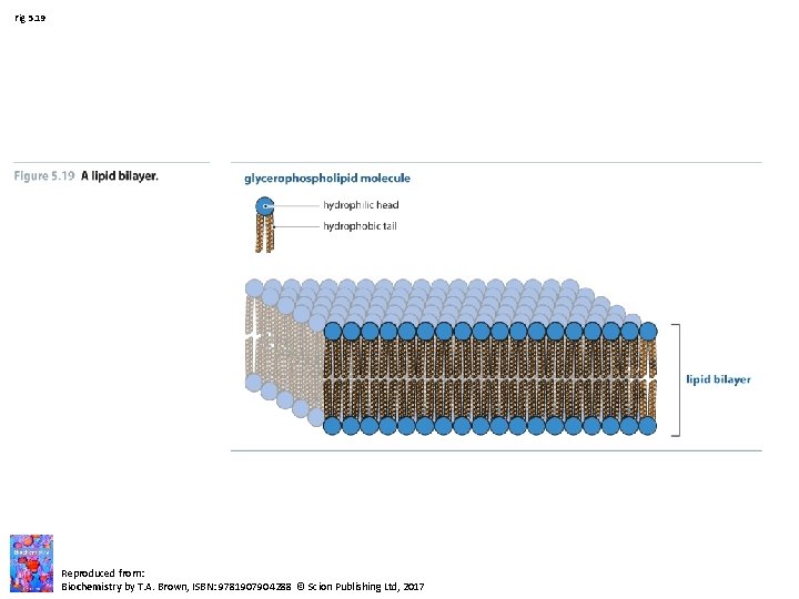 Fig 5. 19 Reproduced from: Biochemistry by T. A. Brown, ISBN: 9781907904288 © Scion Fig 5. 19 Reproduced from: Biochemistry by T. A. Brown, ISBN: 9781907904288 © Scion
