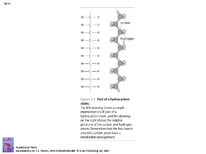 Fig 5. 1 Reproduced from: Biochemistry by T. A. Brown, ISBN: 9781907904288 © Scion Fig 5. 1 Reproduced from: Biochemistry by T. A. Brown, ISBN: 9781907904288 © Scion