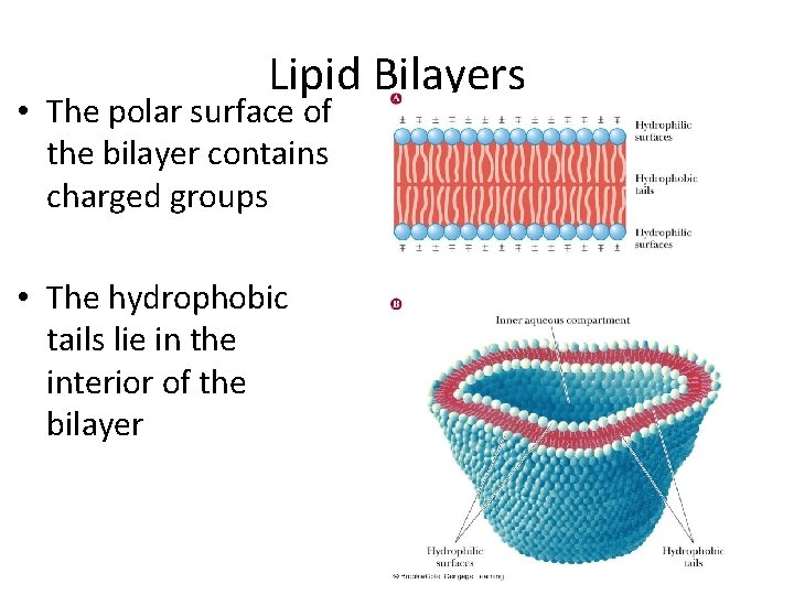 Lipid Bilayers • The polar surface of the bilayer contains charged groups • The Lipid Bilayers • The polar surface of the bilayer contains charged groups • The