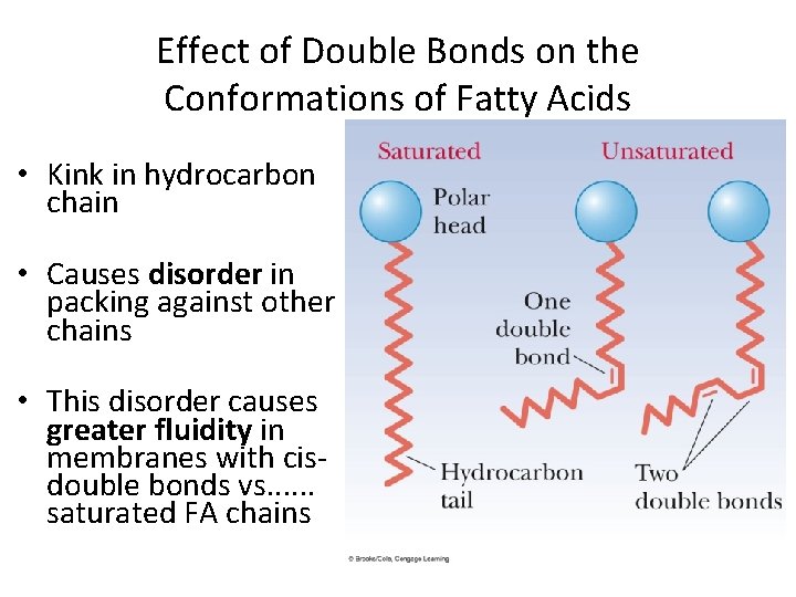 Effect of Double Bonds on the Conformations of Fatty Acids • Kink in hydrocarbon Effect of Double Bonds on the Conformations of Fatty Acids • Kink in hydrocarbon