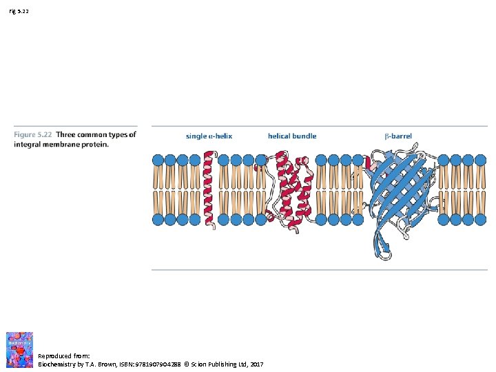 Fig 5. 22 Reproduced from: Biochemistry by T. A. Brown, ISBN: 9781907904288 © Scion Fig 5. 22 Reproduced from: Biochemistry by T. A. Brown, ISBN: 9781907904288 © Scion