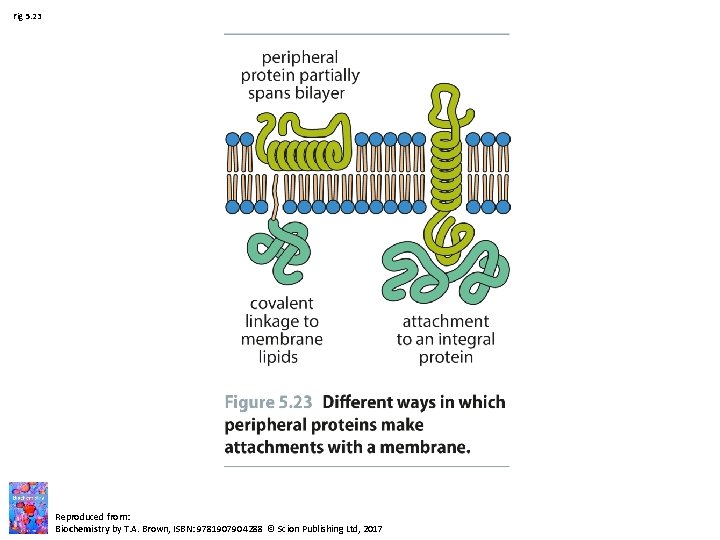 Fig 5. 23 Reproduced from: Biochemistry by T. A. Brown, ISBN: 9781907904288 © Scion Fig 5. 23 Reproduced from: Biochemistry by T. A. Brown, ISBN: 9781907904288 © Scion