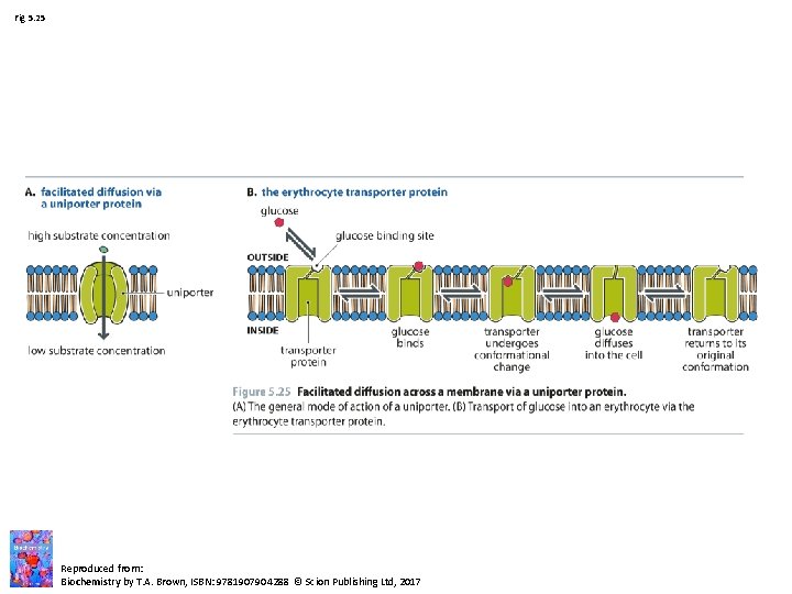 Fig 5. 25 Reproduced from: Biochemistry by T. A. Brown, ISBN: 9781907904288 © Scion Fig 5. 25 Reproduced from: Biochemistry by T. A. Brown, ISBN: 9781907904288 © Scion