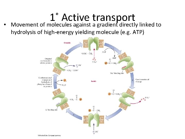 1˚ Active transport • Movement of molecules against a gradient directly linked to hydrolysis 1˚ Active transport • Movement of molecules against a gradient directly linked to hydrolysis