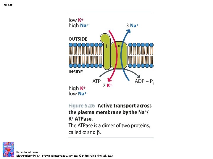 Fig 5. 26 Reproduced from: Biochemistry by T. A. Brown, ISBN: 9781907904288 © Scion Fig 5. 26 Reproduced from: Biochemistry by T. A. Brown, ISBN: 9781907904288 © Scion