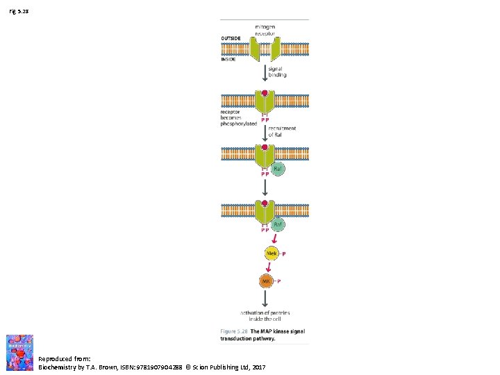 Fig 5. 28 Reproduced from: Biochemistry by T. A. Brown, ISBN: 9781907904288 © Scion Fig 5. 28 Reproduced from: Biochemistry by T. A. Brown, ISBN: 9781907904288 © Scion