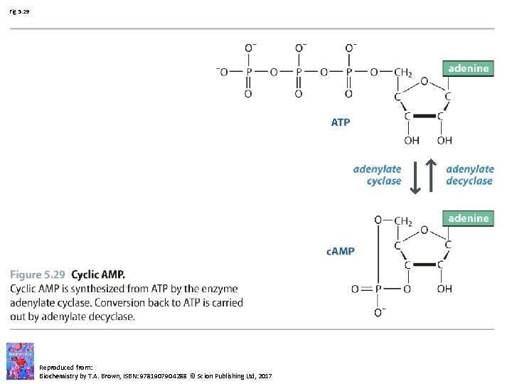 Fig 5. 29 Reproduced from: Biochemistry by T. A. Brown, ISBN: 9781907904288 © Scion Fig 5. 29 Reproduced from: Biochemistry by T. A. Brown, ISBN: 9781907904288 © Scion