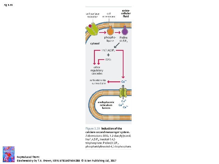 Fig 5. 30 Reproduced from: Biochemistry by T. A. Brown, ISBN: 9781907904288 © Scion Fig 5. 30 Reproduced from: Biochemistry by T. A. Brown, ISBN: 9781907904288 © Scion