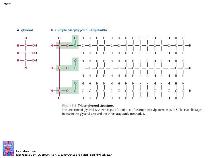 Fig 5. 5 Reproduced from: Biochemistry by T. A. Brown, ISBN: 9781907904288 © Scion Fig 5. 5 Reproduced from: Biochemistry by T. A. Brown, ISBN: 9781907904288 © Scion