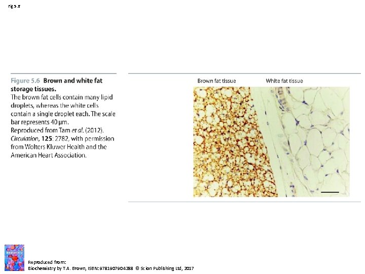 Fig 5. 6 Reproduced from: Biochemistry by T. A. Brown, ISBN: 9781907904288 © Scion Fig 5. 6 Reproduced from: Biochemistry by T. A. Brown, ISBN: 9781907904288 © Scion