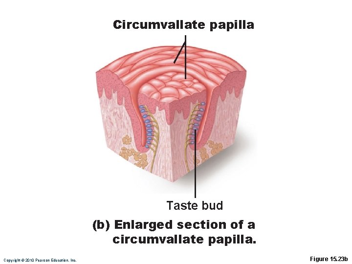 Circumvallate papilla Taste bud (b) Enlarged section of a circumvallate papilla. Copyright © 2010