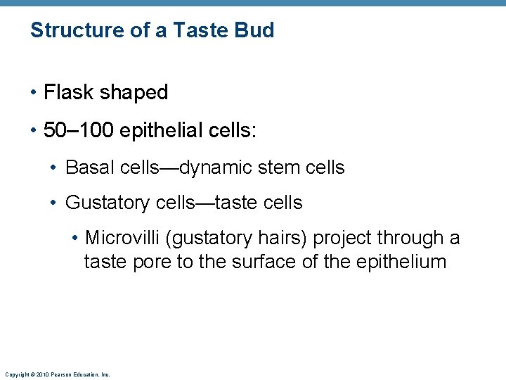 Structure of a Taste Bud • Flask shaped • 50– 100 epithelial cells: •