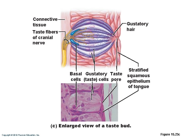 Connective tissue Gustatory hair Taste fibers of cranial nerve Basal Gustatory Taste cells (taste)
