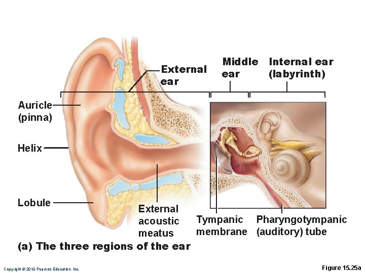 External ear Middle ear Internal ear (labyrinth) Auricle (pinna) Helix Lobule External Tympanic Pharyngotympanic