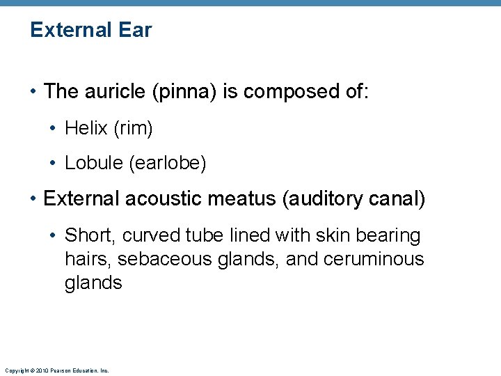 External Ear • The auricle (pinna) is composed of: • Helix (rim) • Lobule