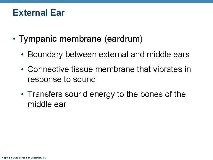 External Ear • Tympanic membrane (eardrum) • Boundary between external and middle ears •