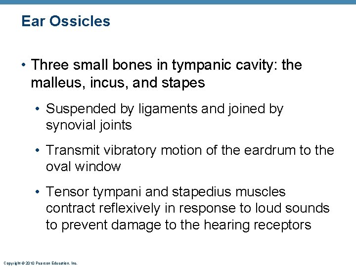 Ear Ossicles • Three small bones in tympanic cavity: the malleus, incus, and stapes