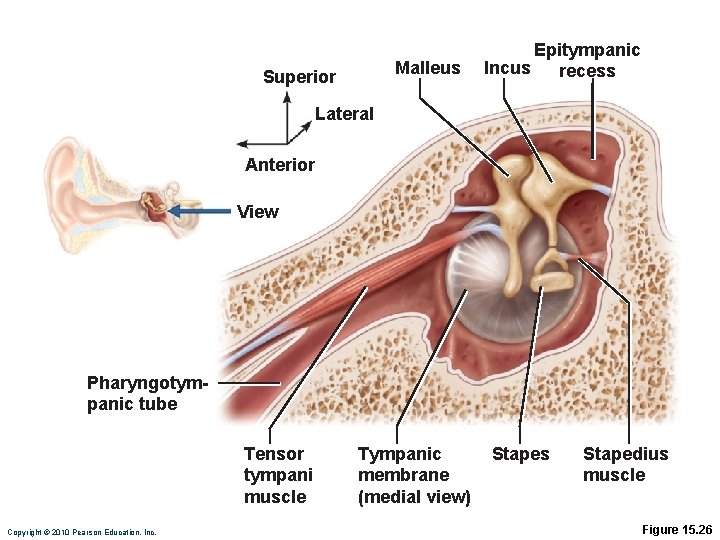 Malleus Superior Epitympanic Incus recess Lateral Anterior View Pharyngotympanic tube Tensor tympani muscle Copyright