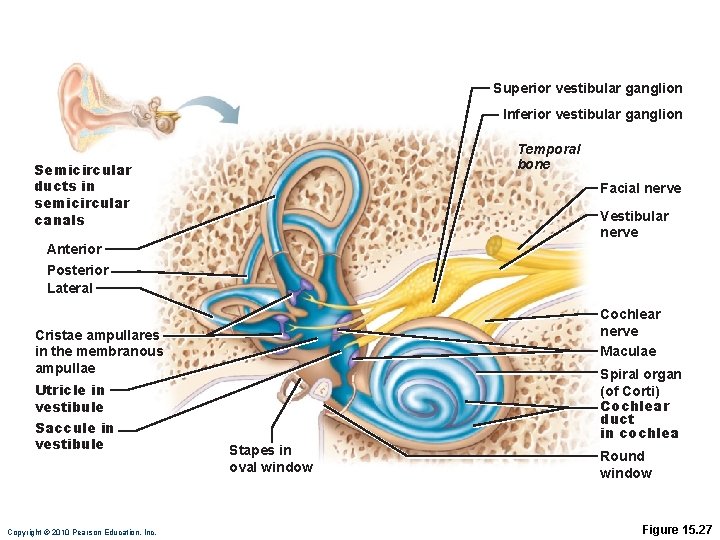 Superior vestibular ganglion Inferior vestibular ganglion Temporal bone Semicircular ducts in semicircular canals Facial