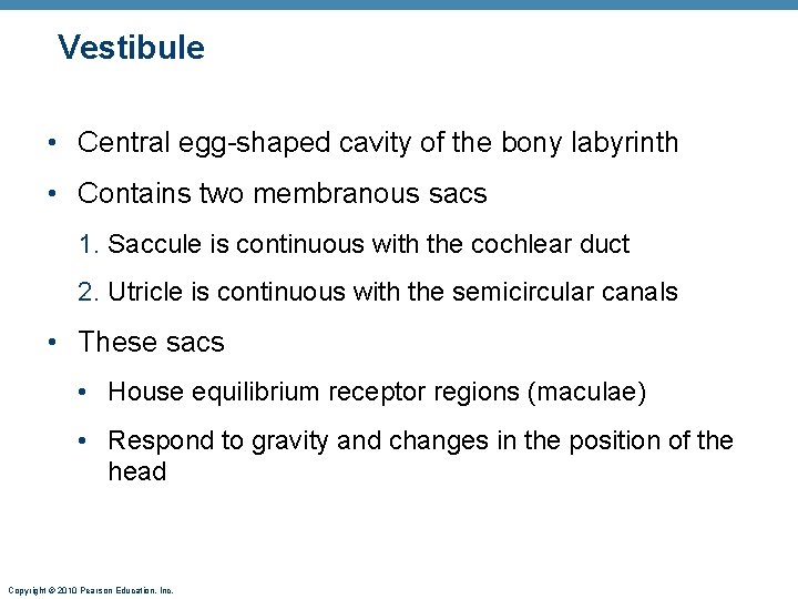 Vestibule • Central egg-shaped cavity of the bony labyrinth • Contains two membranous sacs