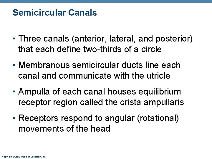 Semicircular Canals • Three canals (anterior, lateral, and posterior) that each define two-thirds of