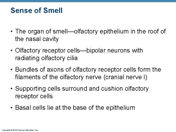 Sense of Smell • The organ of smell—olfactory epithelium in the roof of the