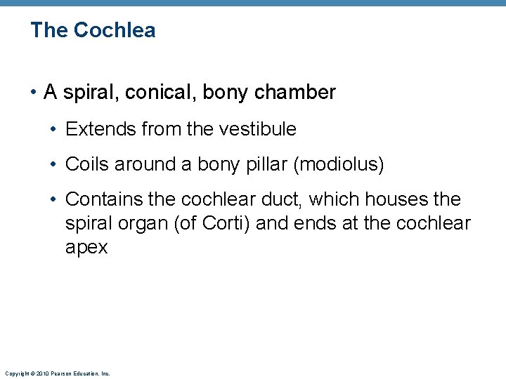 The Cochlea • A spiral, conical, bony chamber • Extends from the vestibule •