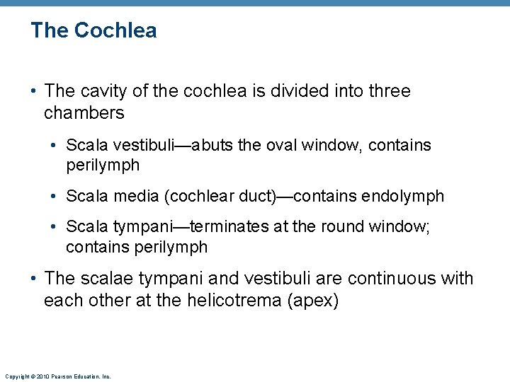 The Cochlea • The cavity of the cochlea is divided into three chambers •