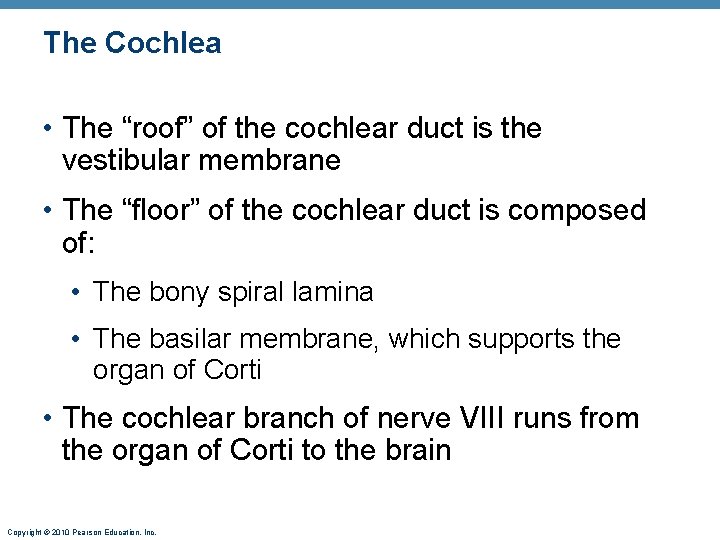 The Cochlea • The “roof” of the cochlear duct is the vestibular membrane •