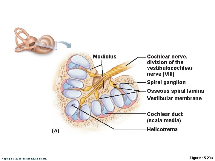 Modiolus Cochlear nerve, division of the vestibulocochlear nerve (VIII) Spiral ganglion Osseous spiral lamina