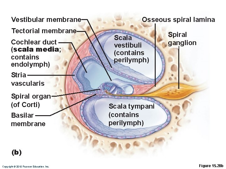 Vestibular membrane Tectorial membrane Cochlear duct (scala media; contains endolymph) Osseous spiral lamina Scala