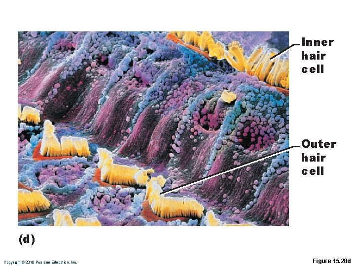Inner hair cell Outer hair cell (d) Copyright © 2010 Pearson Education, Inc. Figure