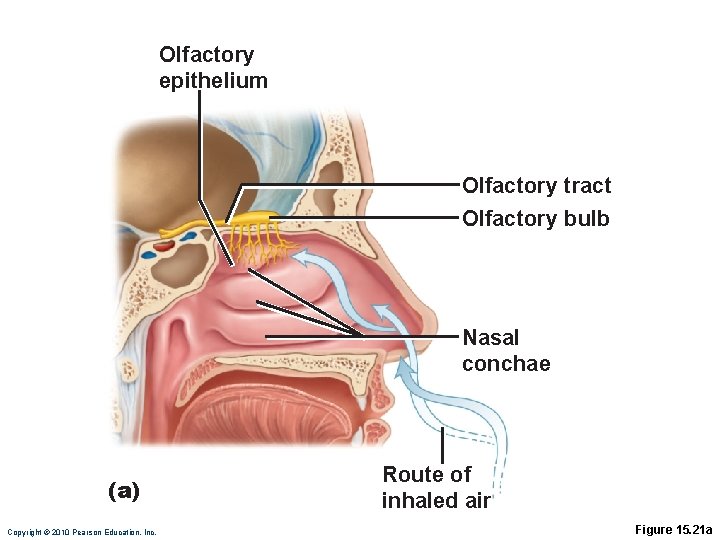 Olfactory epithelium Olfactory tract Olfactory bulb Nasal conchae (a) Copyright © 2010 Pearson Education,