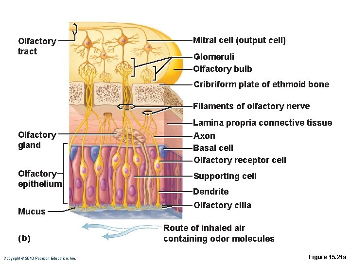 Olfactory tract Mitral cell (output cell) Glomeruli Olfactory bulb Cribriform plate of ethmoid bone